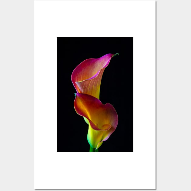 Two Beautiful Lovely Calla lilies Wall Art by photogarry